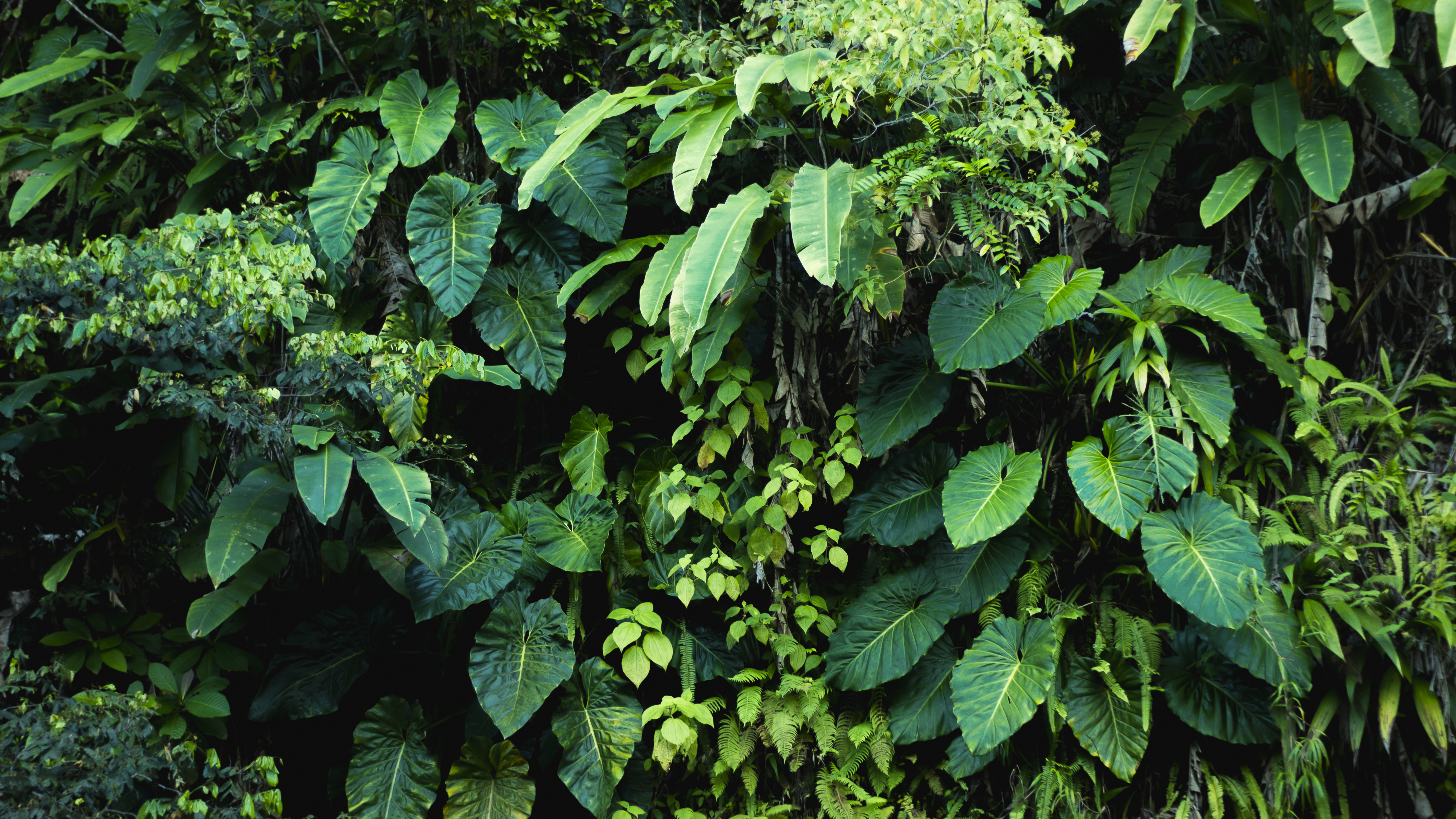 Plastid phylogenomic analysis of green plants: A billion years of evolutionary history